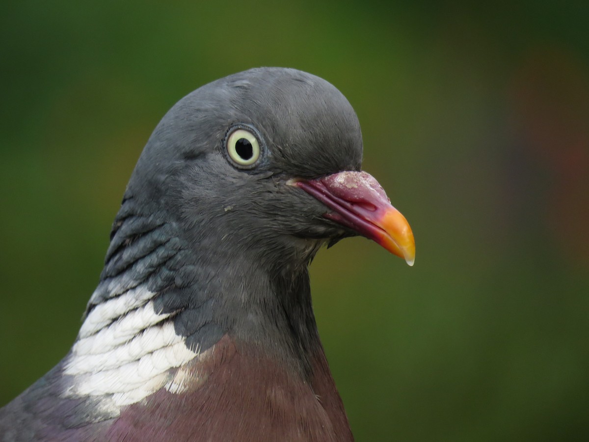 Common Wood-Pigeon - David R. Scott