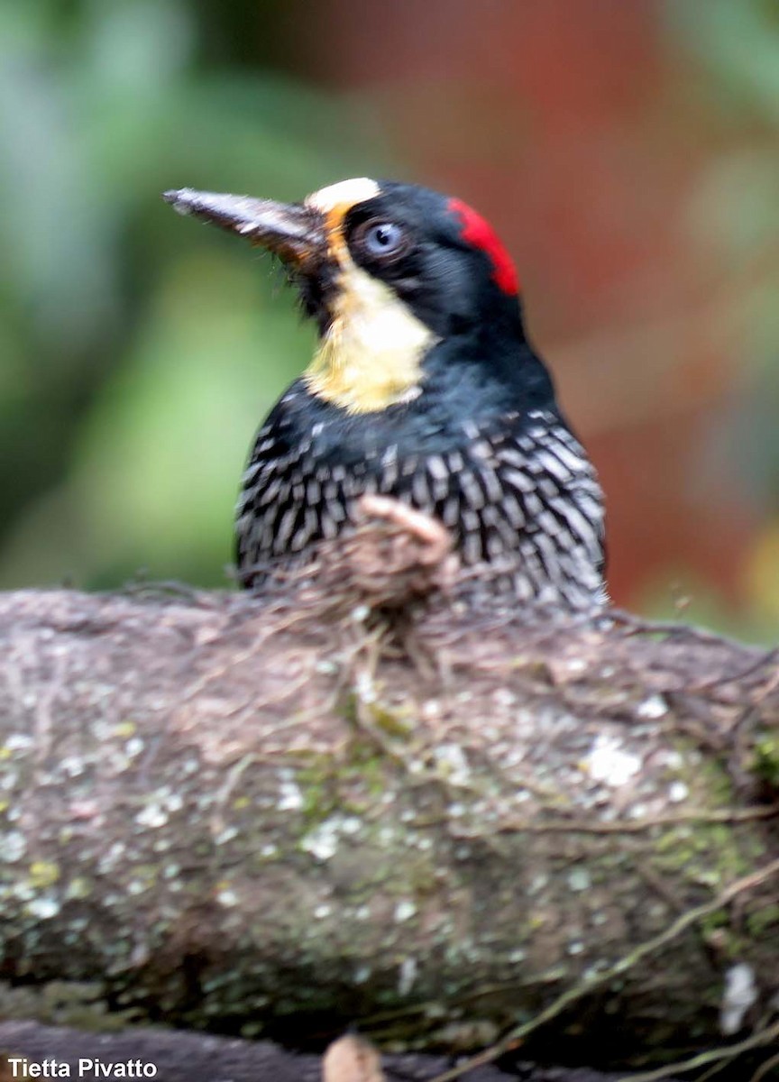 Acorn Woodpecker - ML164451031