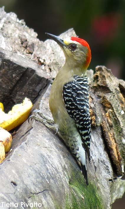 Red-crowned Woodpecker - Maria Antonietta Castro Pivatto