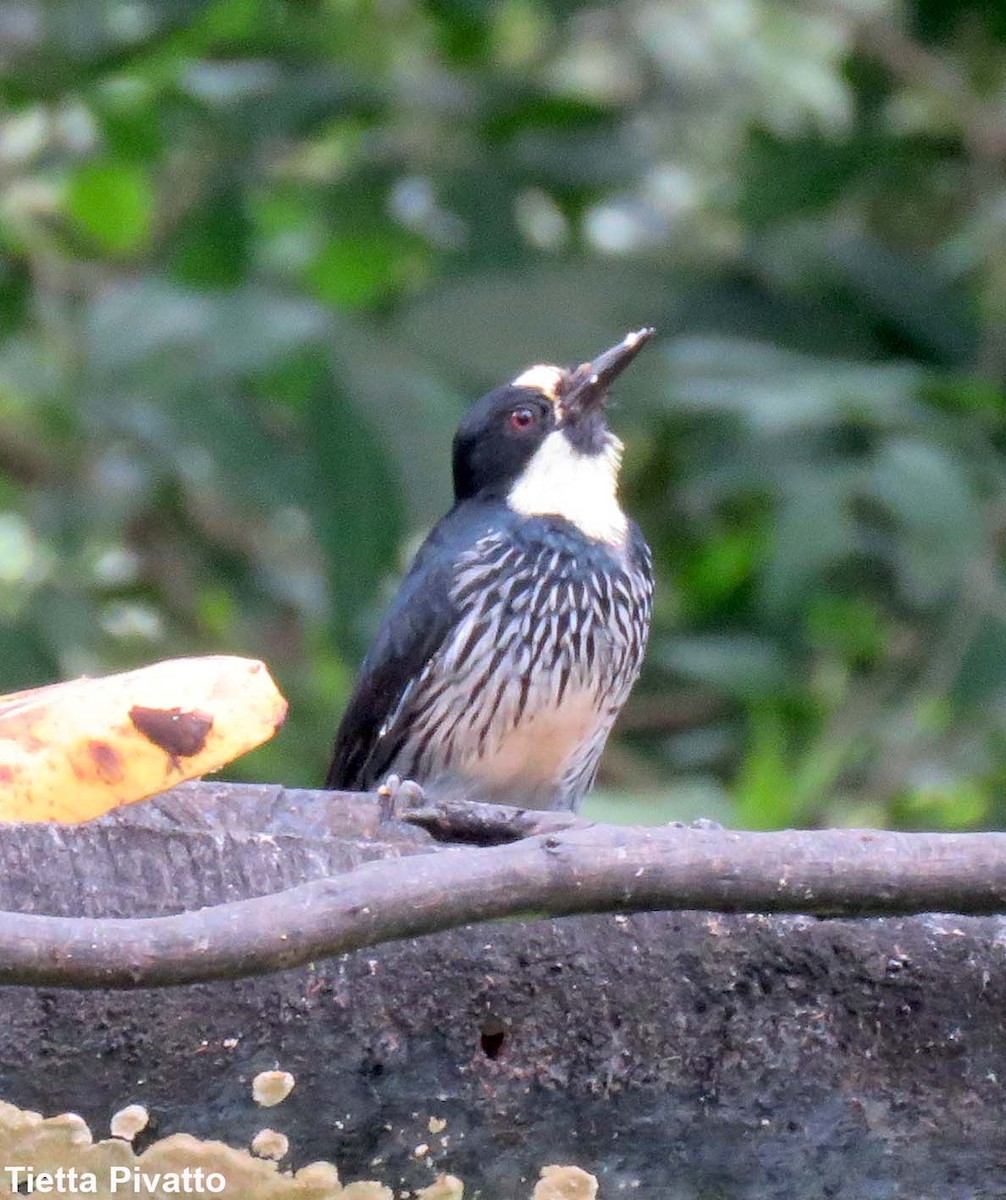 Acorn Woodpecker - ML164451581