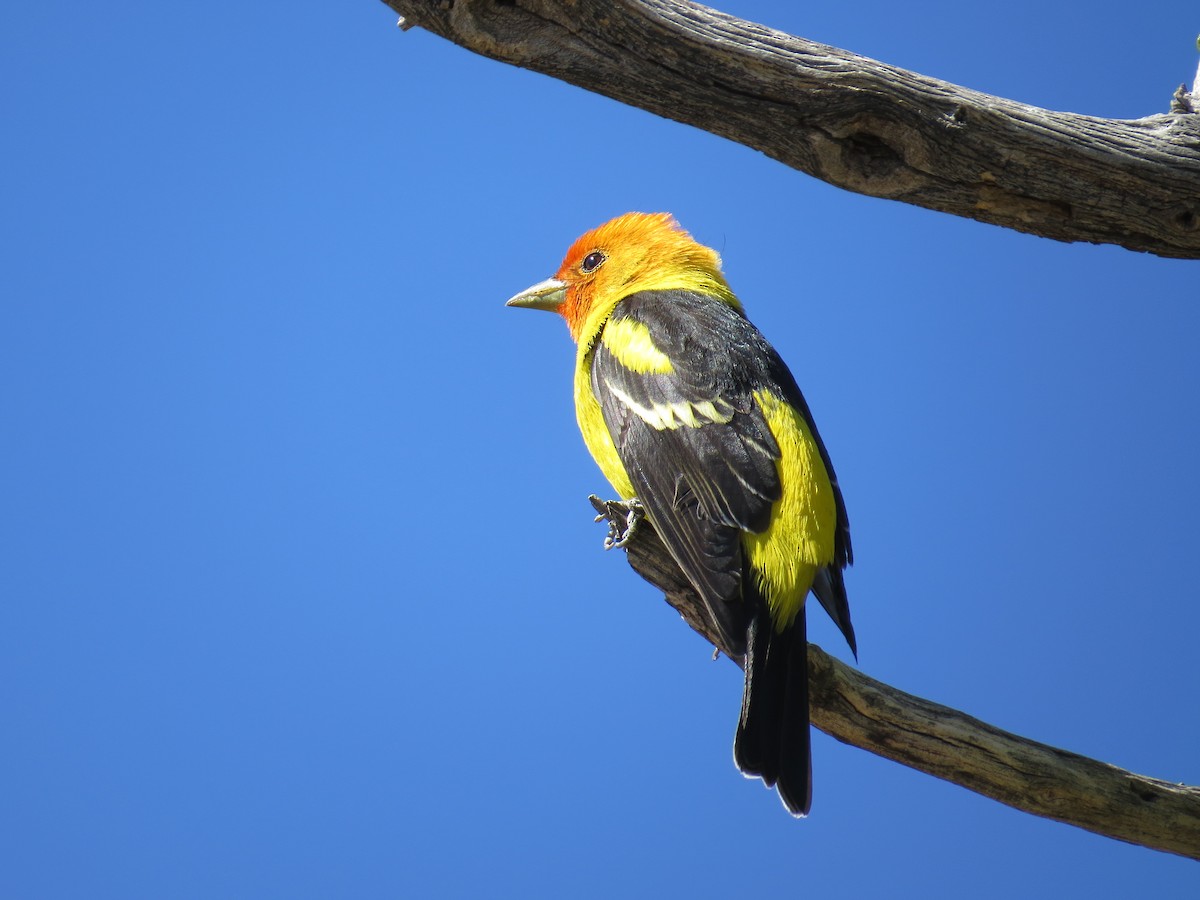 Western Tanager - ML164452971