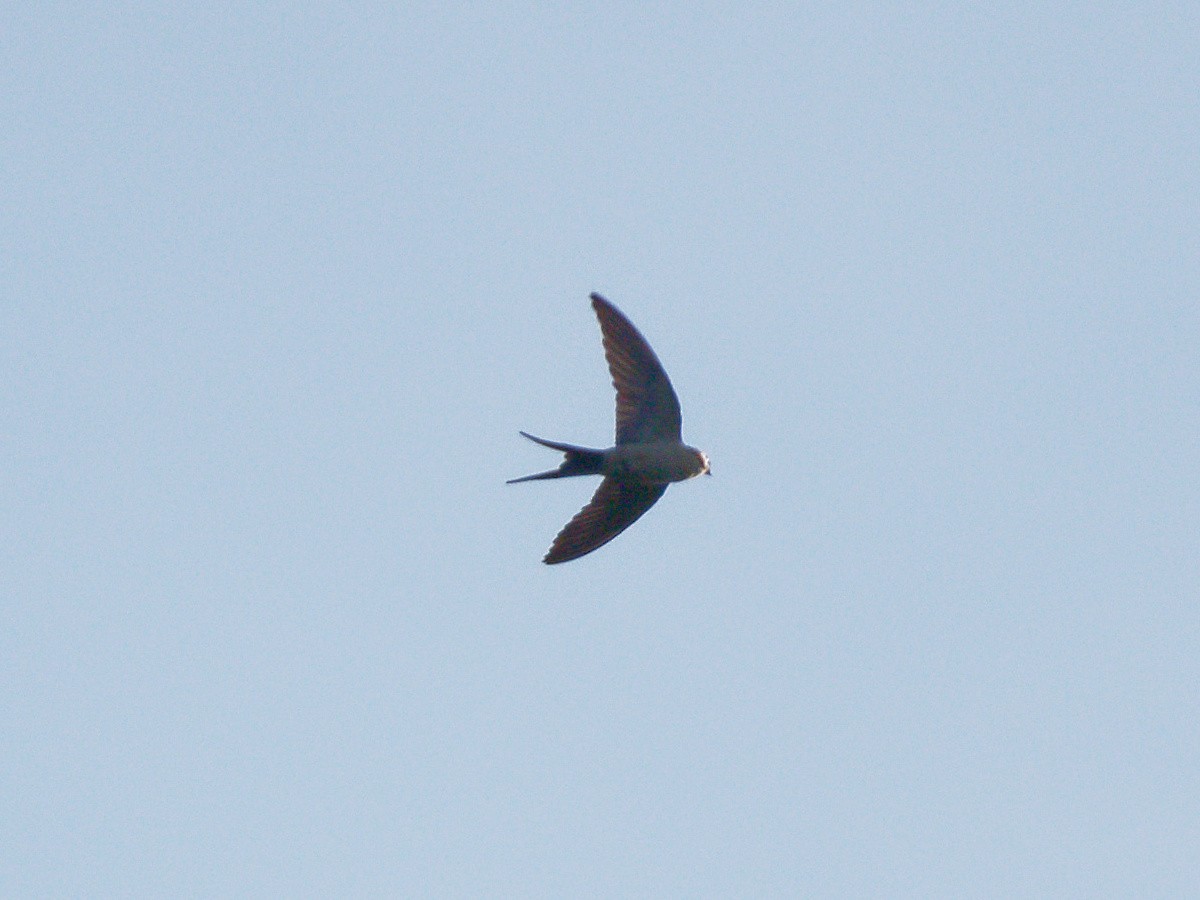 Red-rumped Swallow - ML164455981
