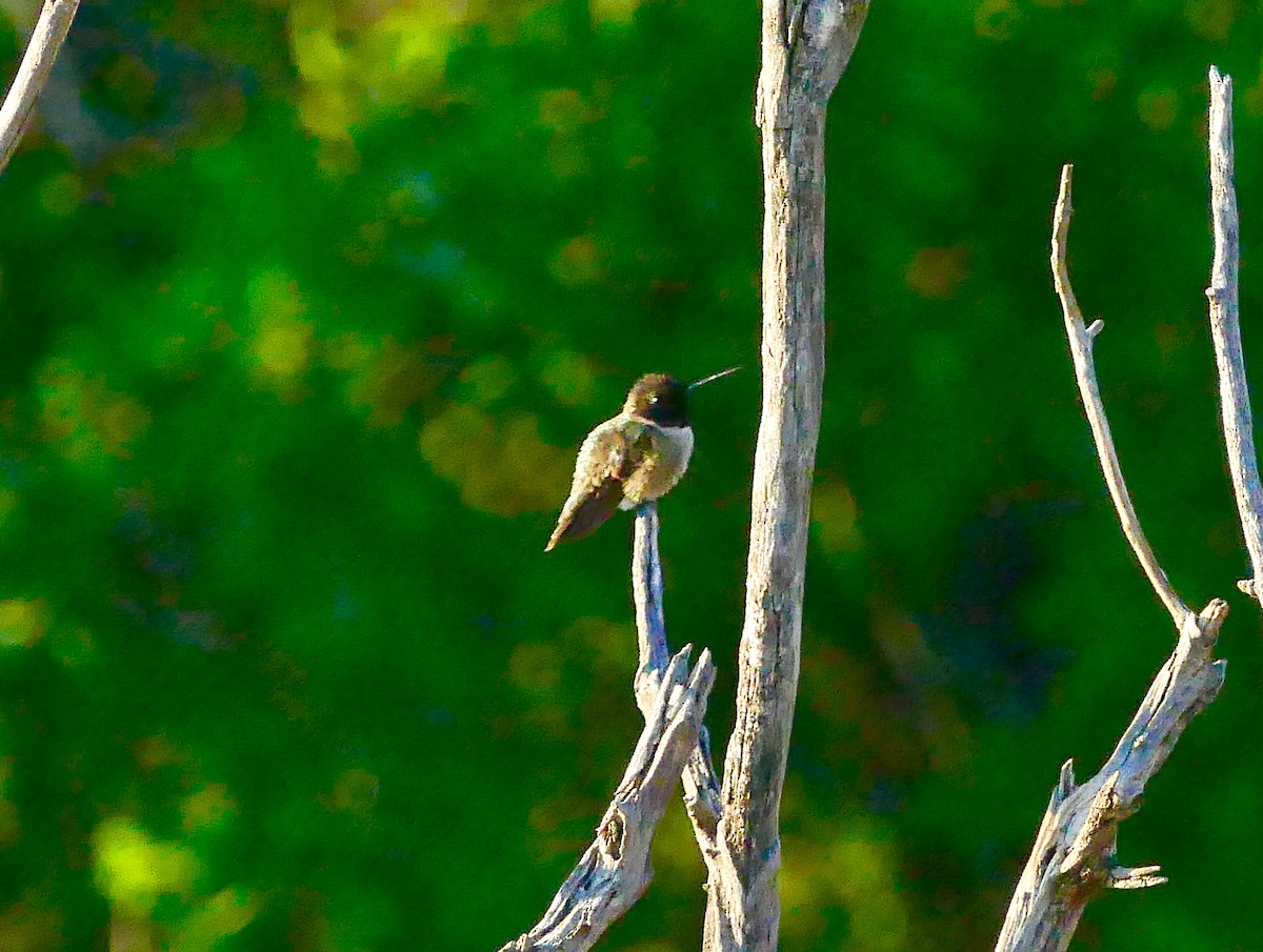 Black-chinned Hummingbird - ML164456771