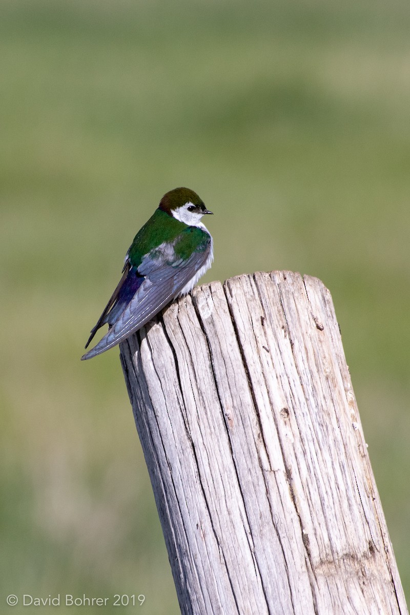 Violet-green Swallow - David Bohrer
