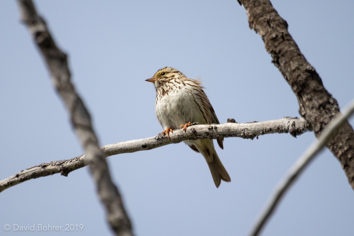 Savannah Sparrow - David Bohrer