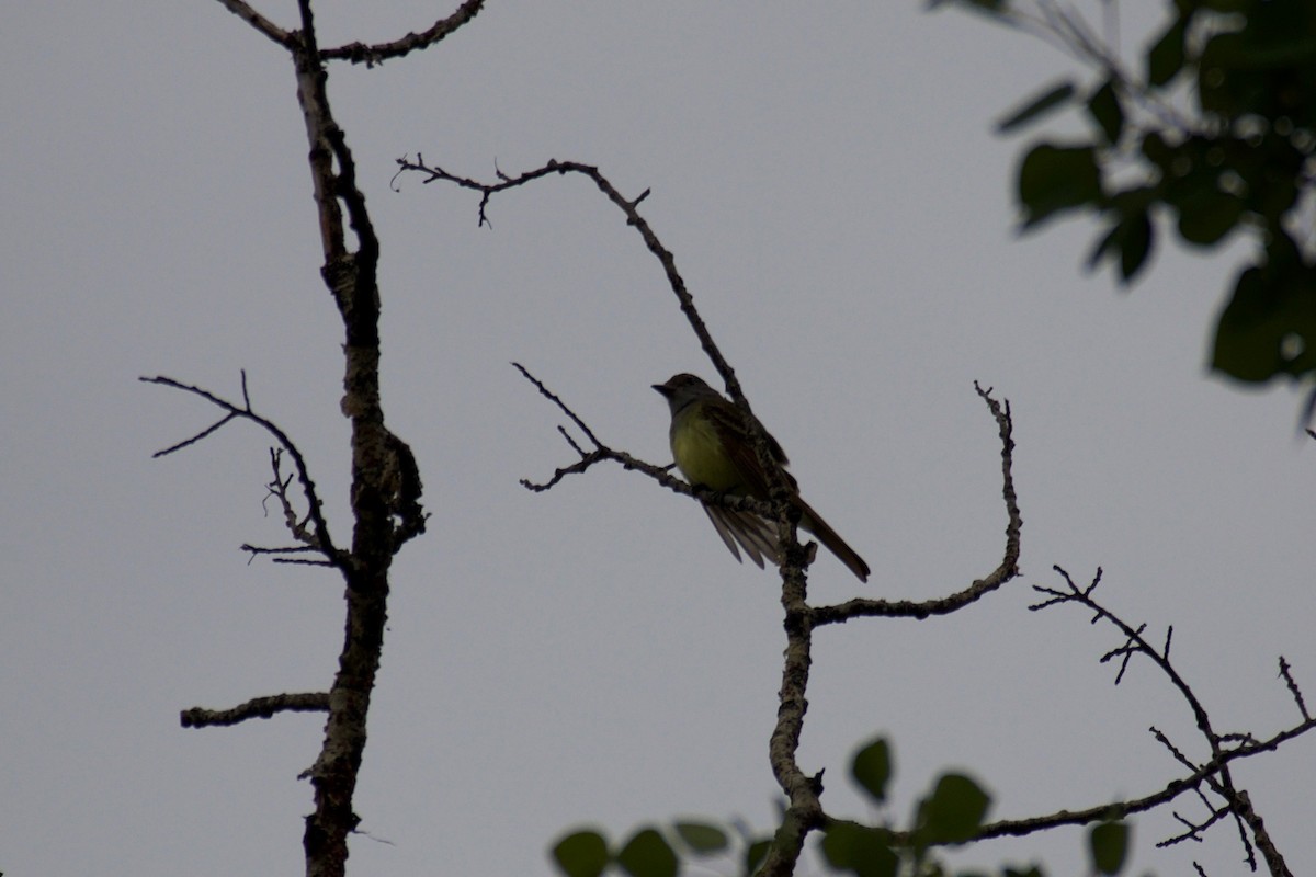 Great Crested Flycatcher - ML164459291