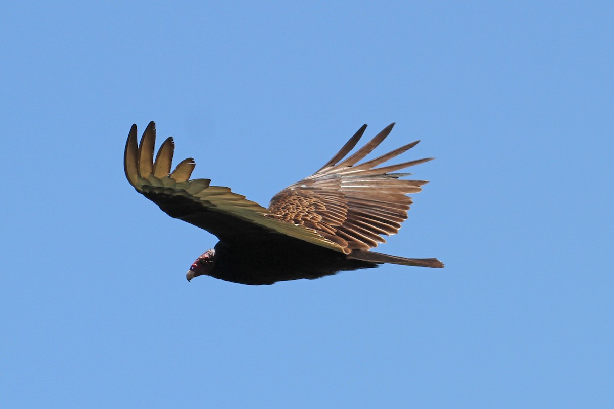 Turkey Vulture - ML164459471