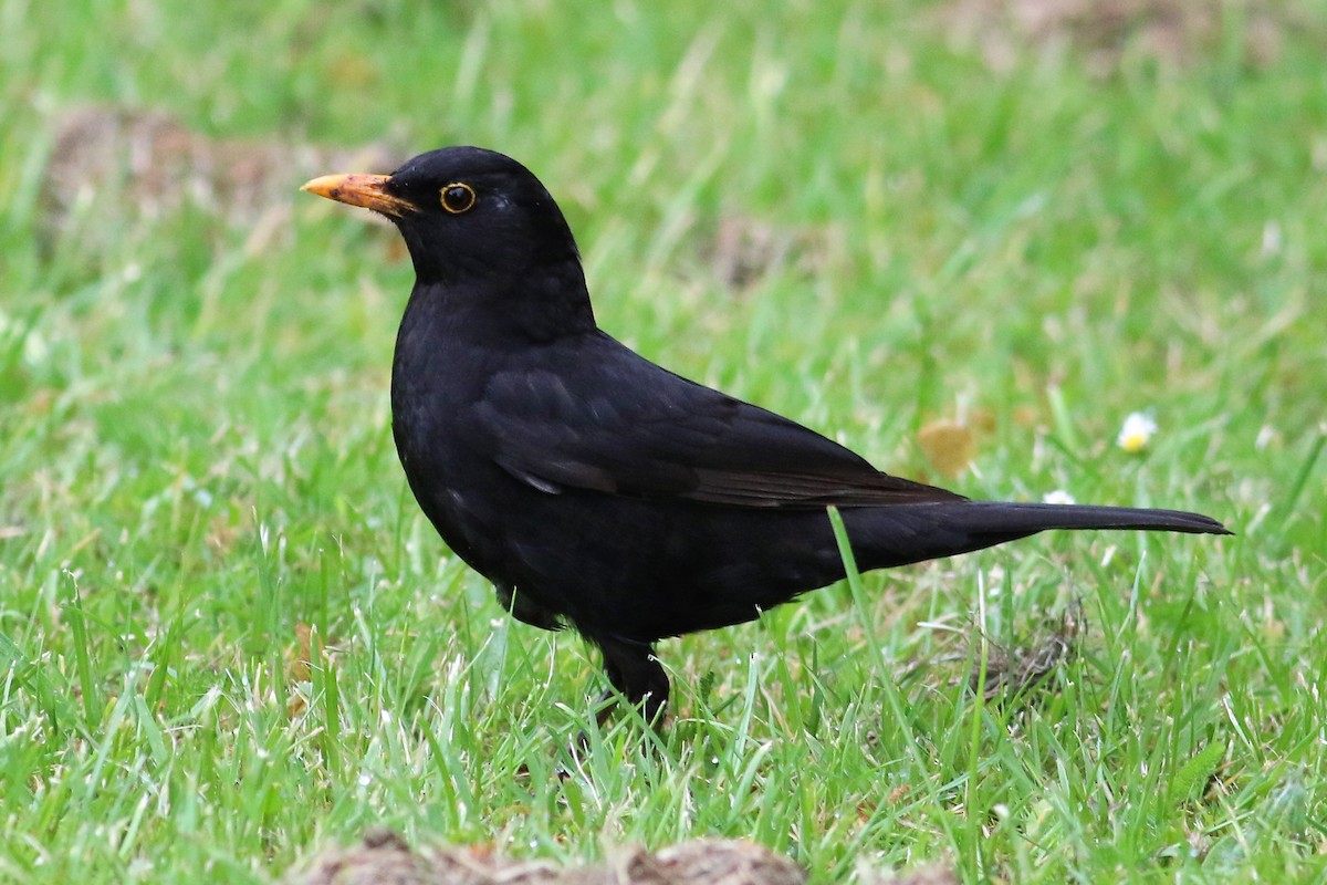 Eurasian Blackbird - Fadzrun A.