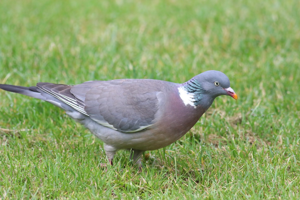 Common Wood-Pigeon - ML164461711