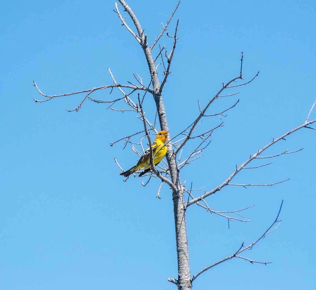 Western Tanager - ML164469871