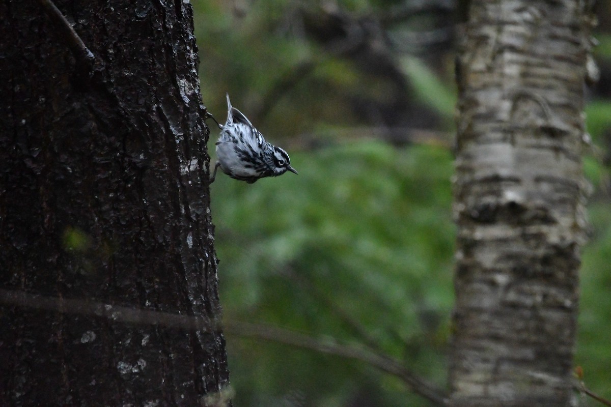 Black-and-white Warbler - Connor Philipsky