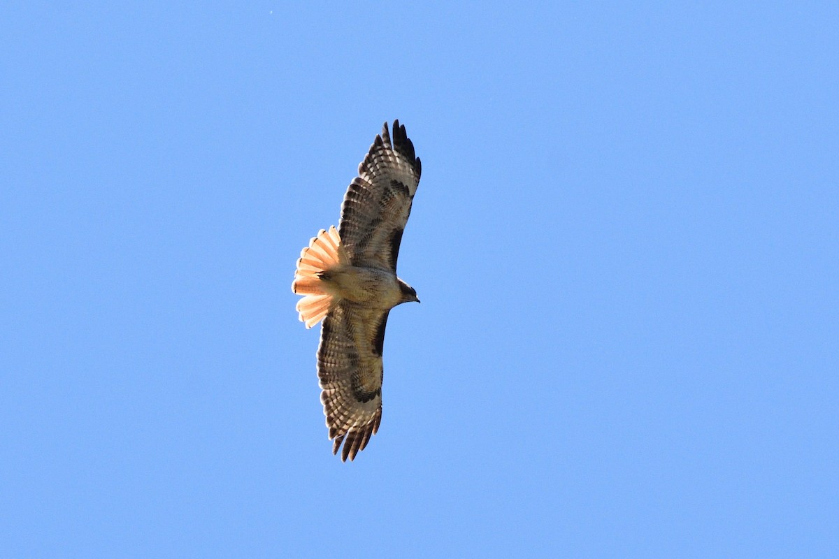 Red-tailed Hawk - jerry ewing