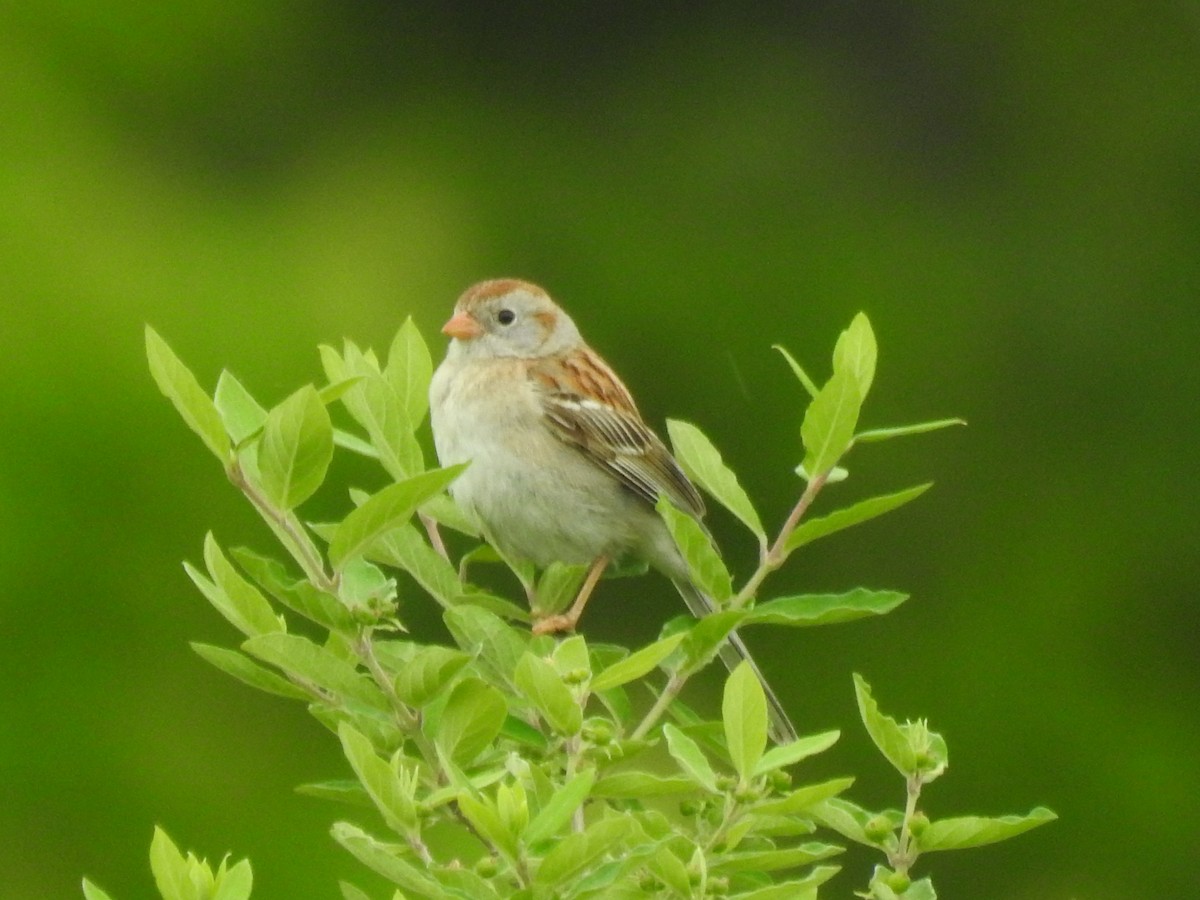 Field Sparrow - ML164471341