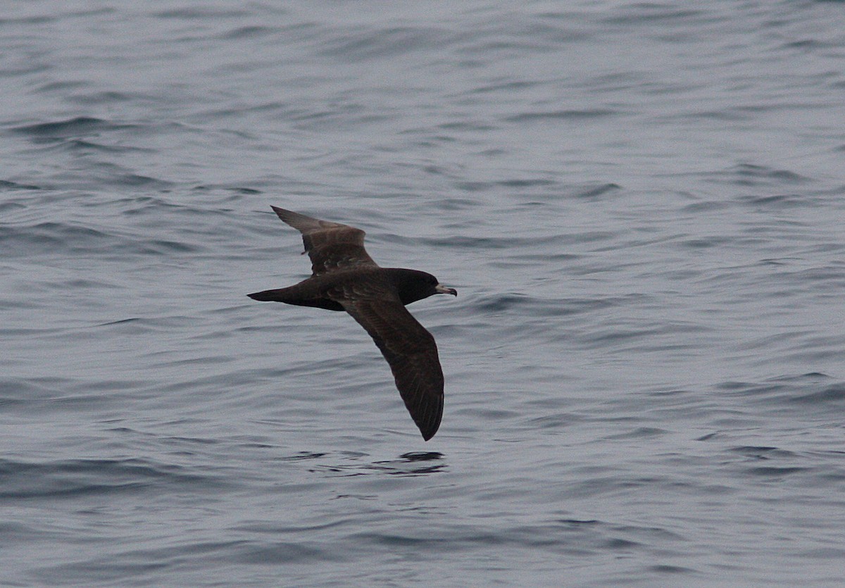 Flesh-footed Shearwater - ML164471401