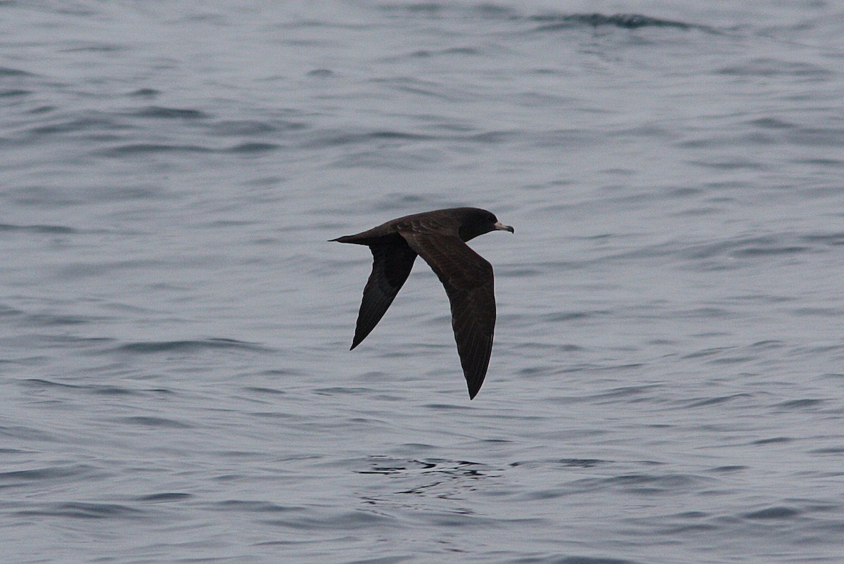 Flesh-footed Shearwater - ML164471431