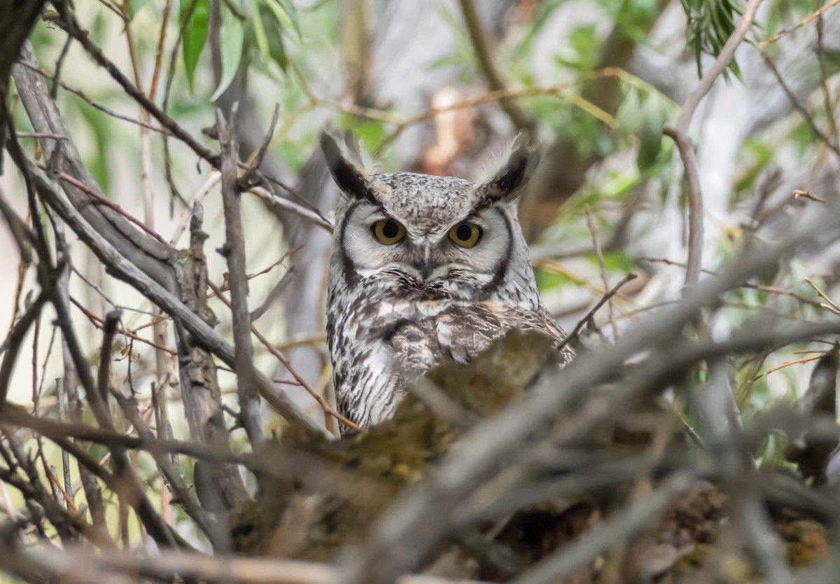 Great Horned Owl - Steve Wickliffe