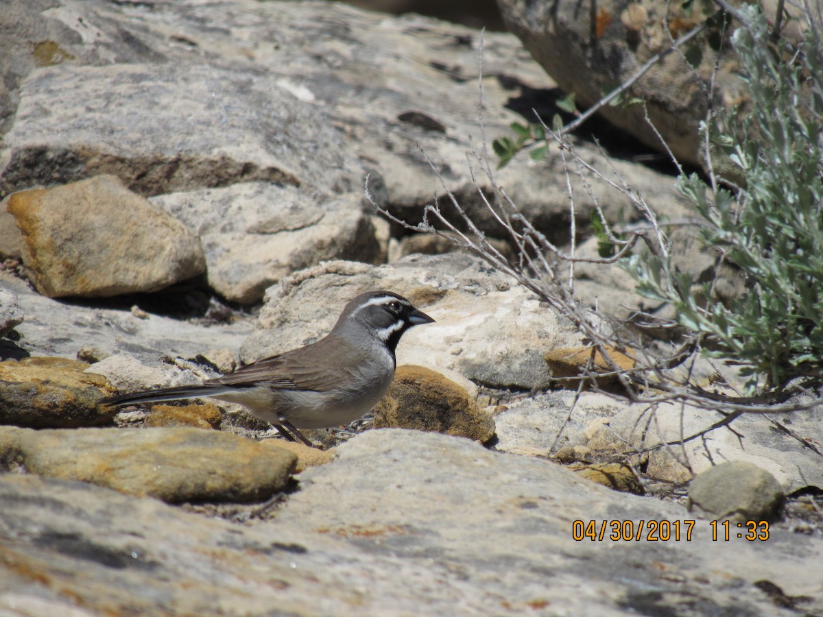 Black-throated Sparrow - Santi Tabares