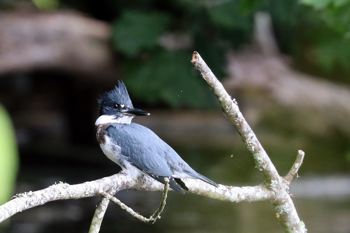 Belted Kingfisher - ML164472291
