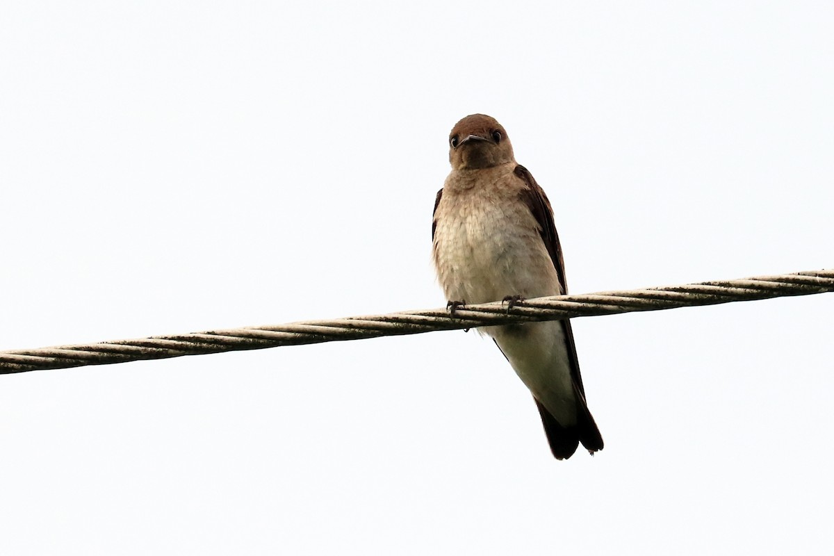 Northern Rough-winged Swallow - Colin Sumrall