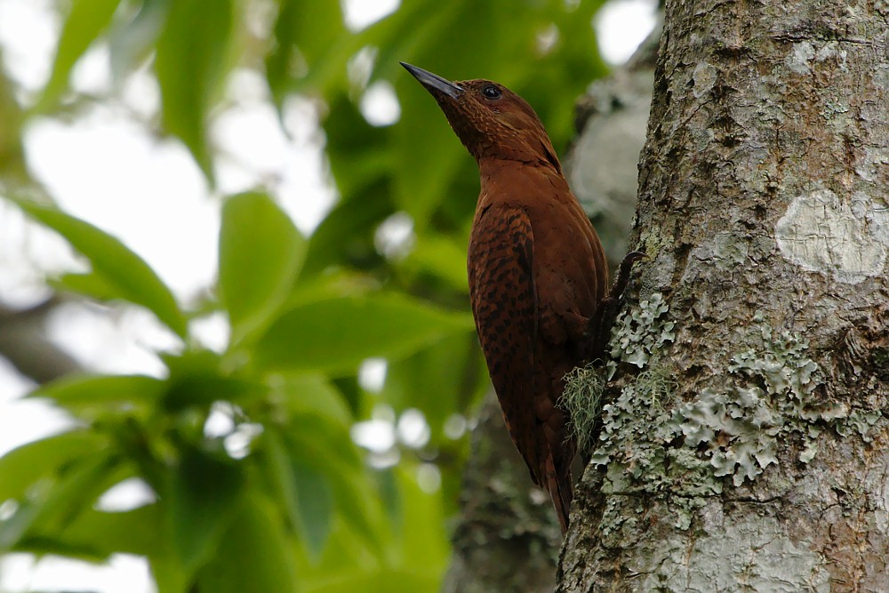 Rufous Woodpecker - Tom Tarrant
