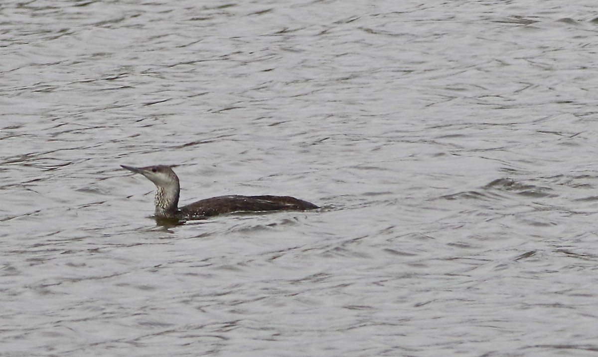 Red-throated Loon - Don Roberson