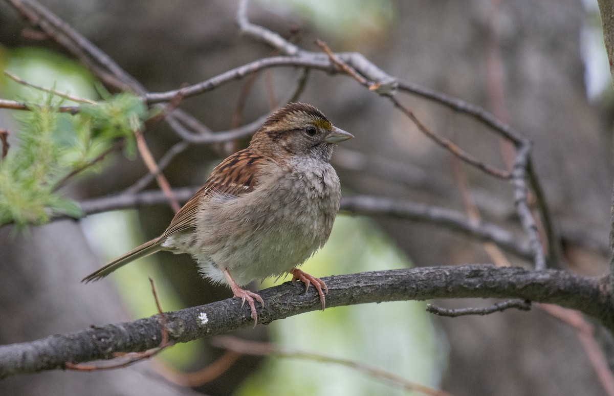 White-throated Sparrow - ML164480191