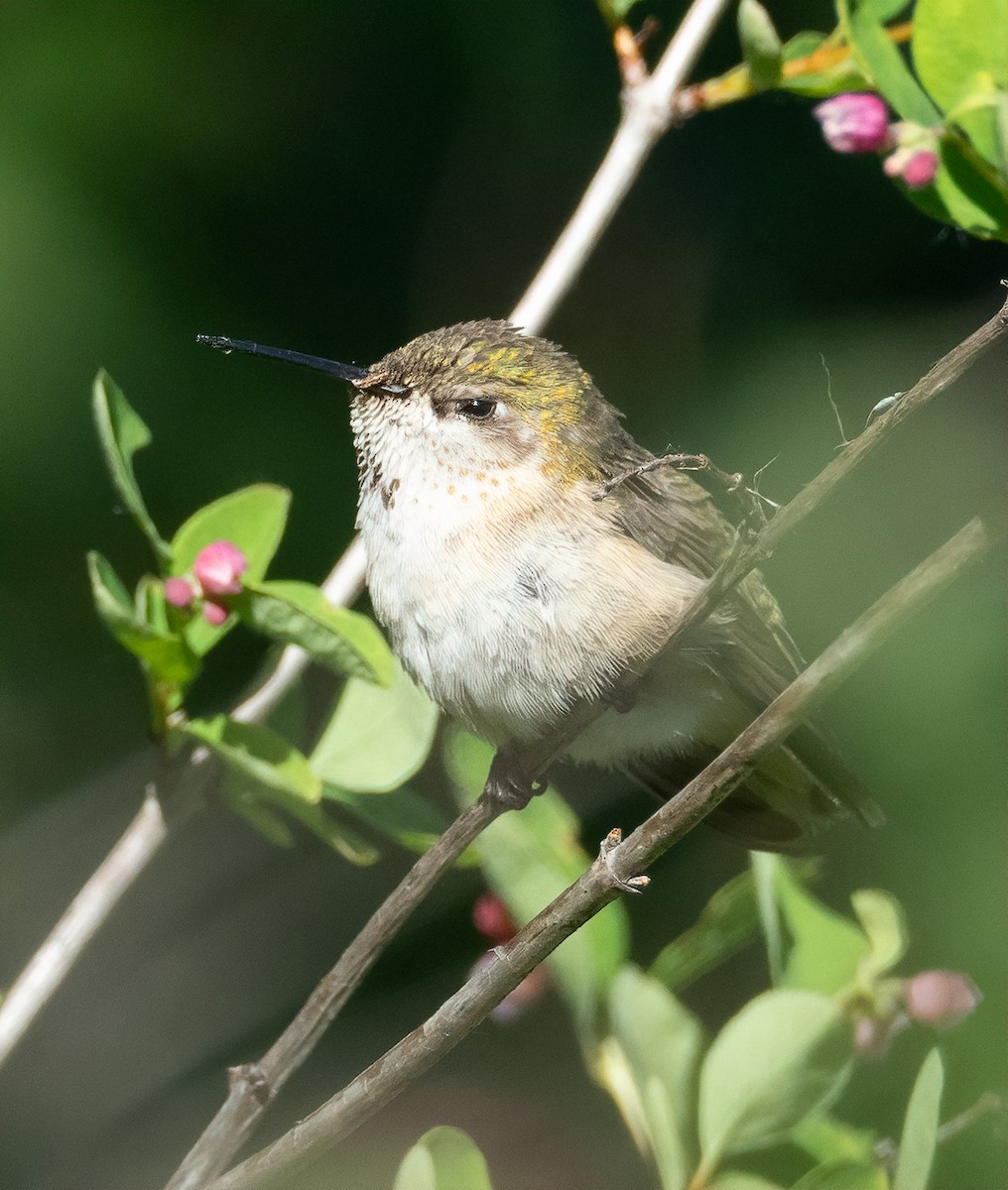 Calliope Hummingbird - ML164482871