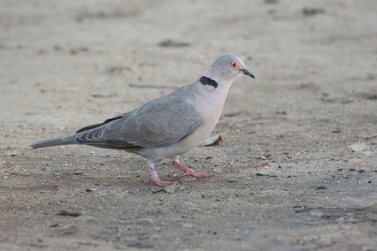 Mourning Collared-Dove - ML164483261
