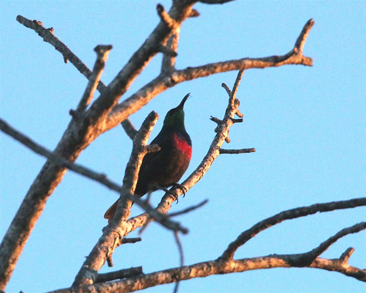 Scarlet-chested Sunbird - ML164483401