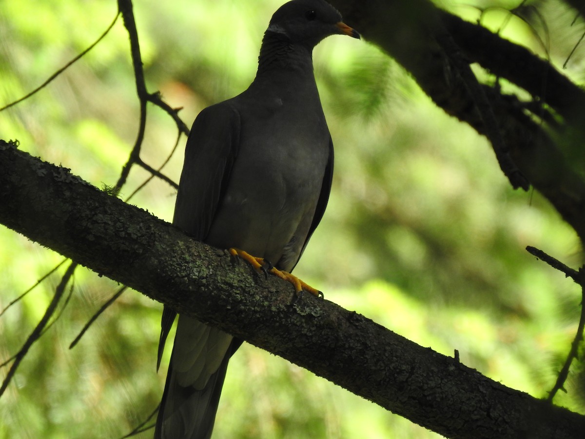 Band-tailed Pigeon - Greg Steeves