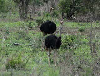 Common Ostrich, ML164484501