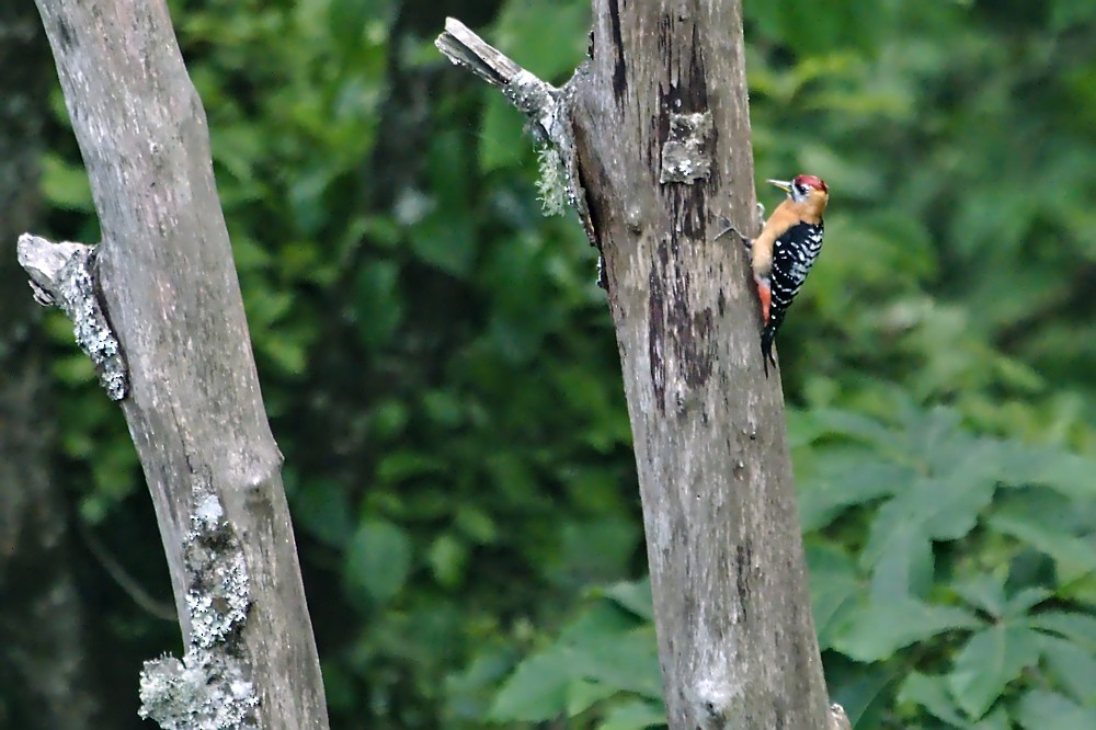 Rufous-bellied Woodpecker - Tom Tarrant