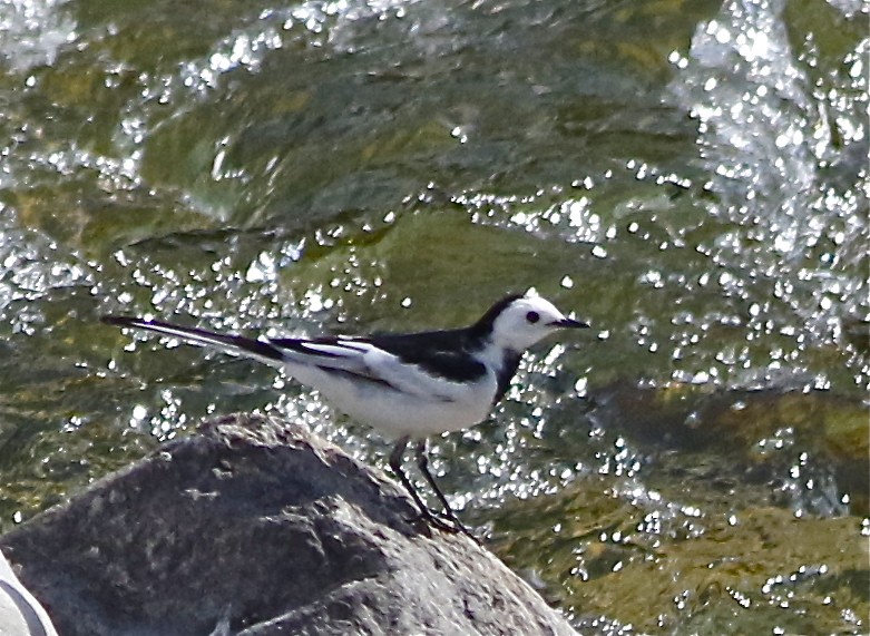 White Wagtail (Chinese) - Don Roberson