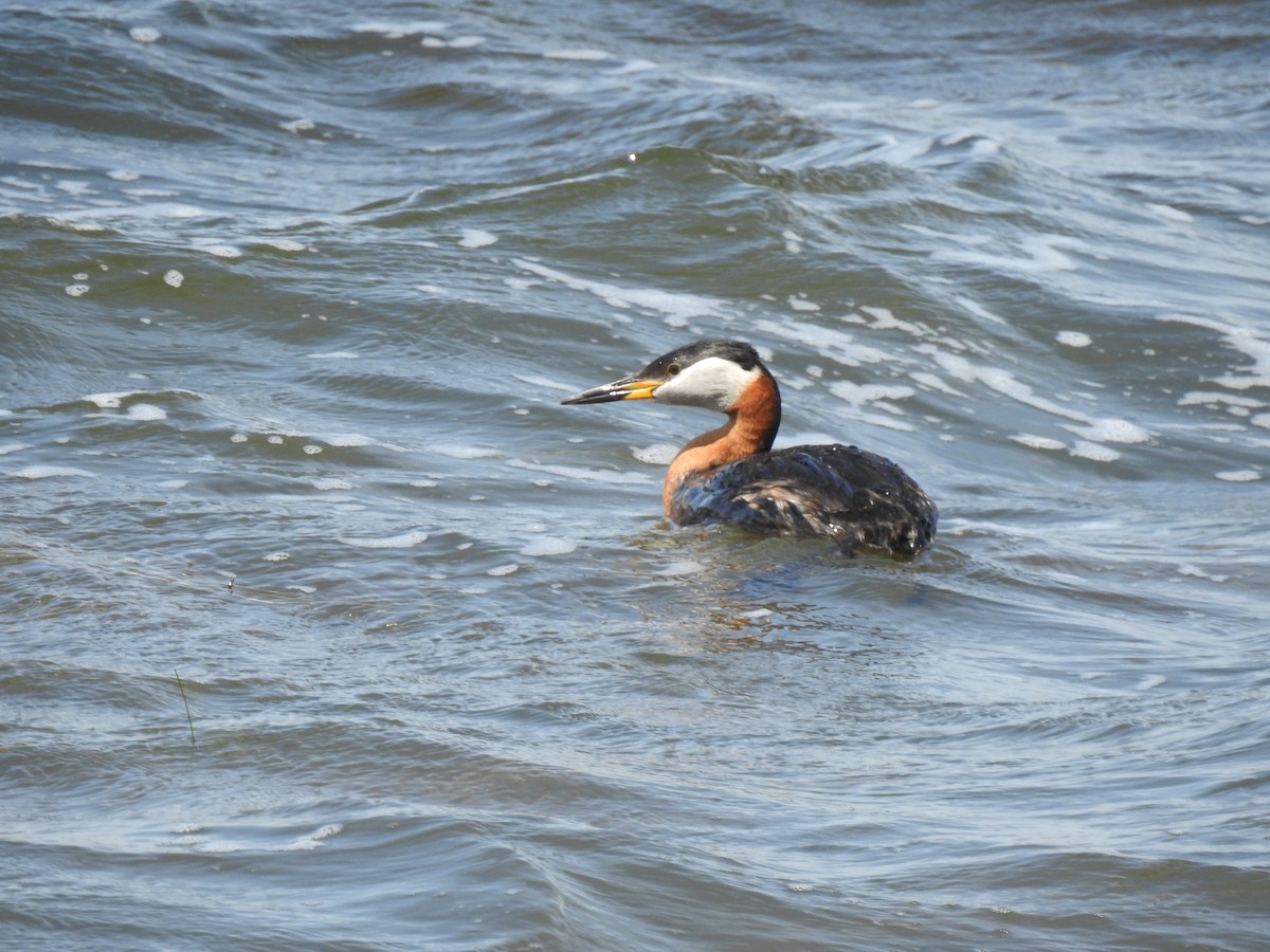 Red-necked Grebe - ML164494931