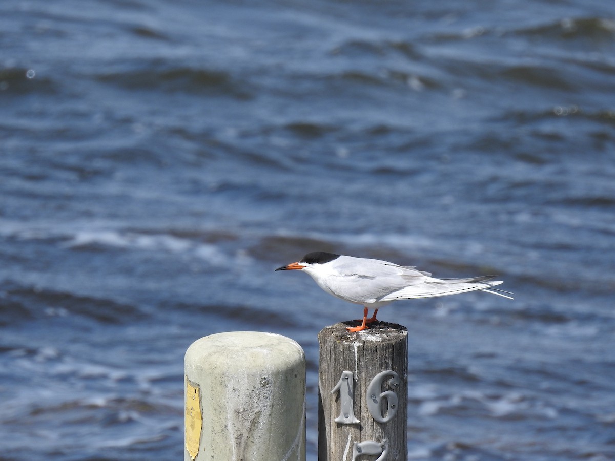 Forster's Tern - Nathan Mast