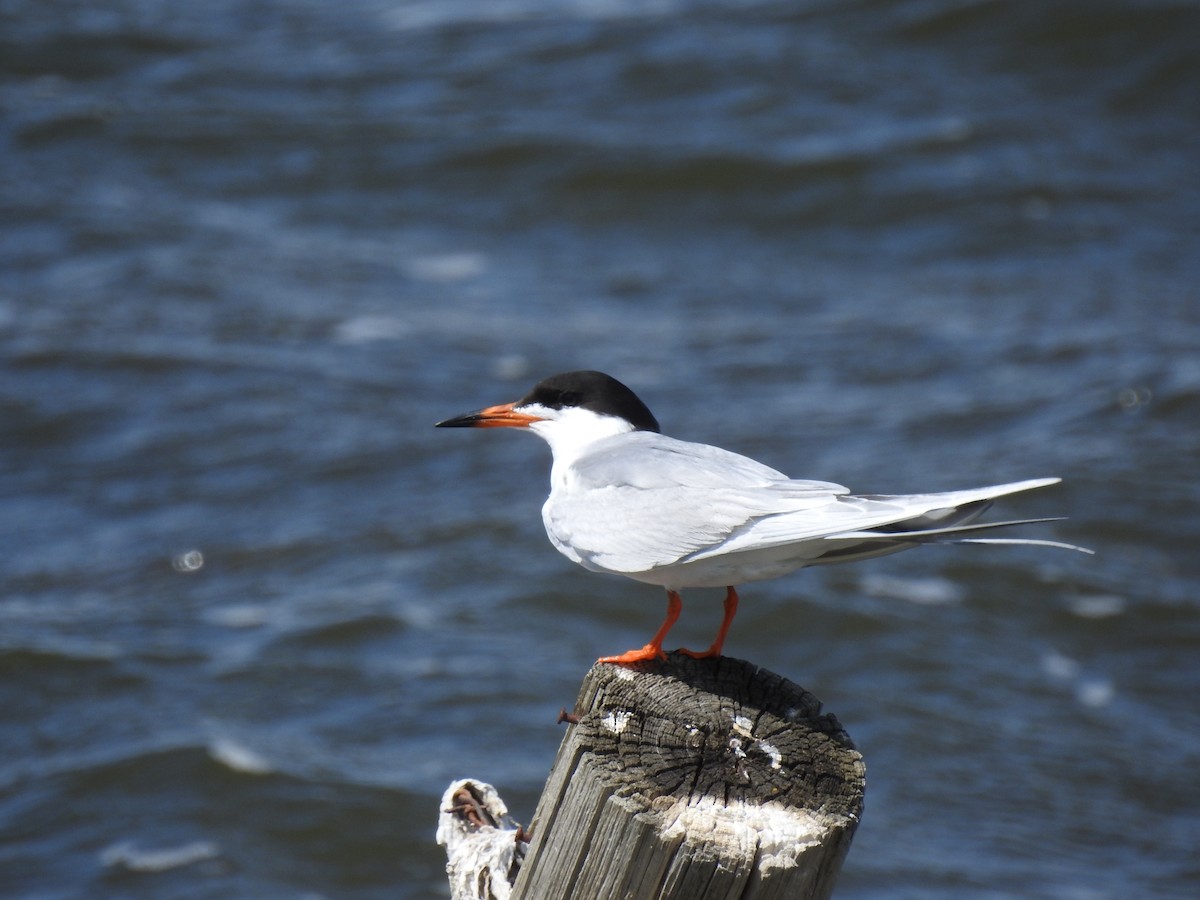 Forster's Tern - Nathan Mast