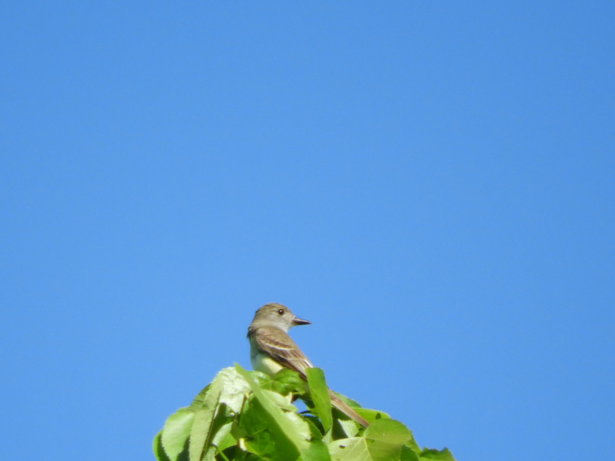 Great Crested Flycatcher - ML164496111