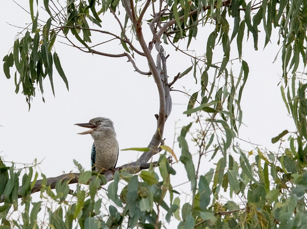 Blue-winged Kookaburra - Chris Barnes