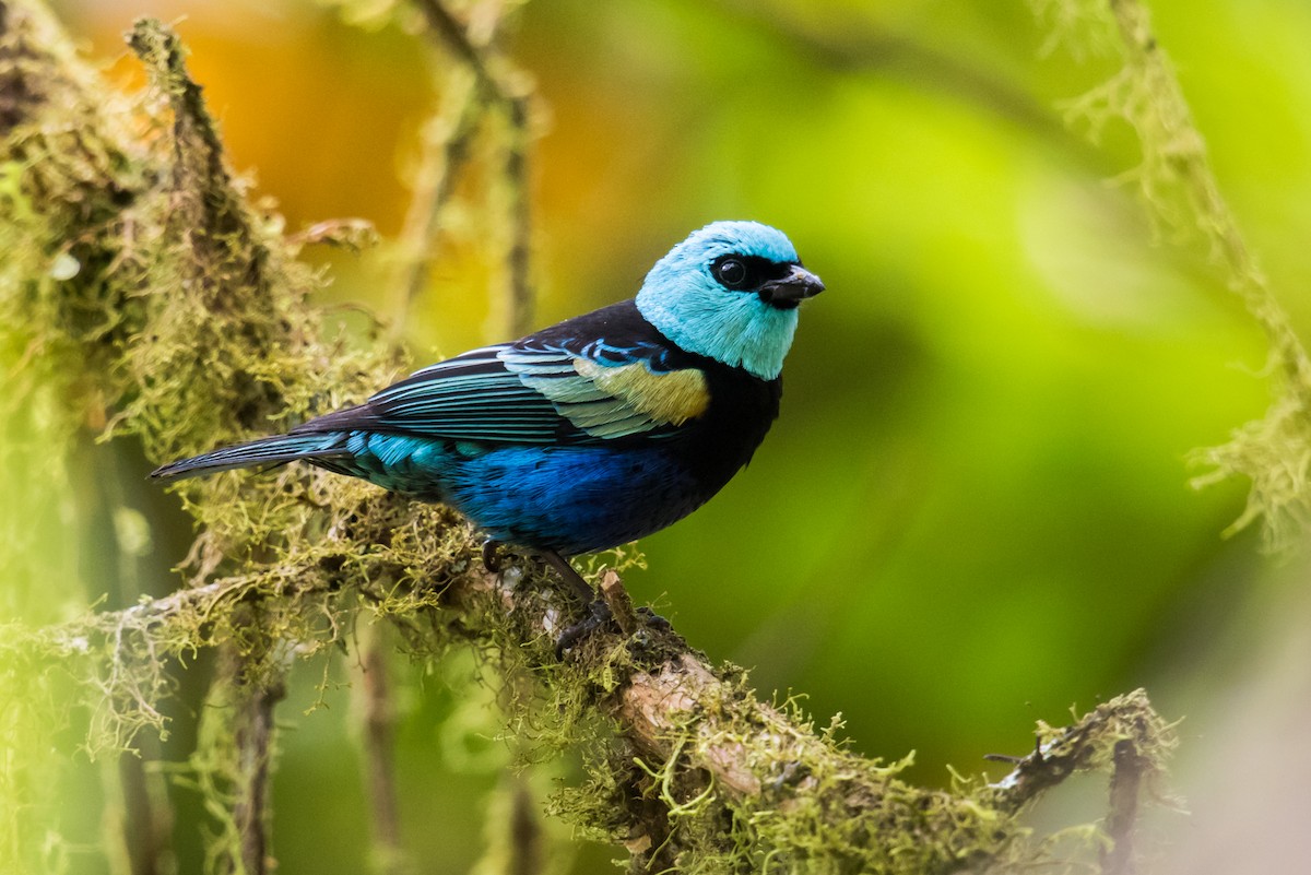 Blue-necked Tanager - ML164501951