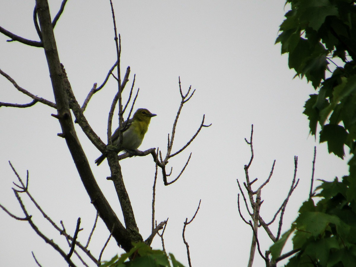 Yellow-throated Vireo - Debbie and Mark Raven