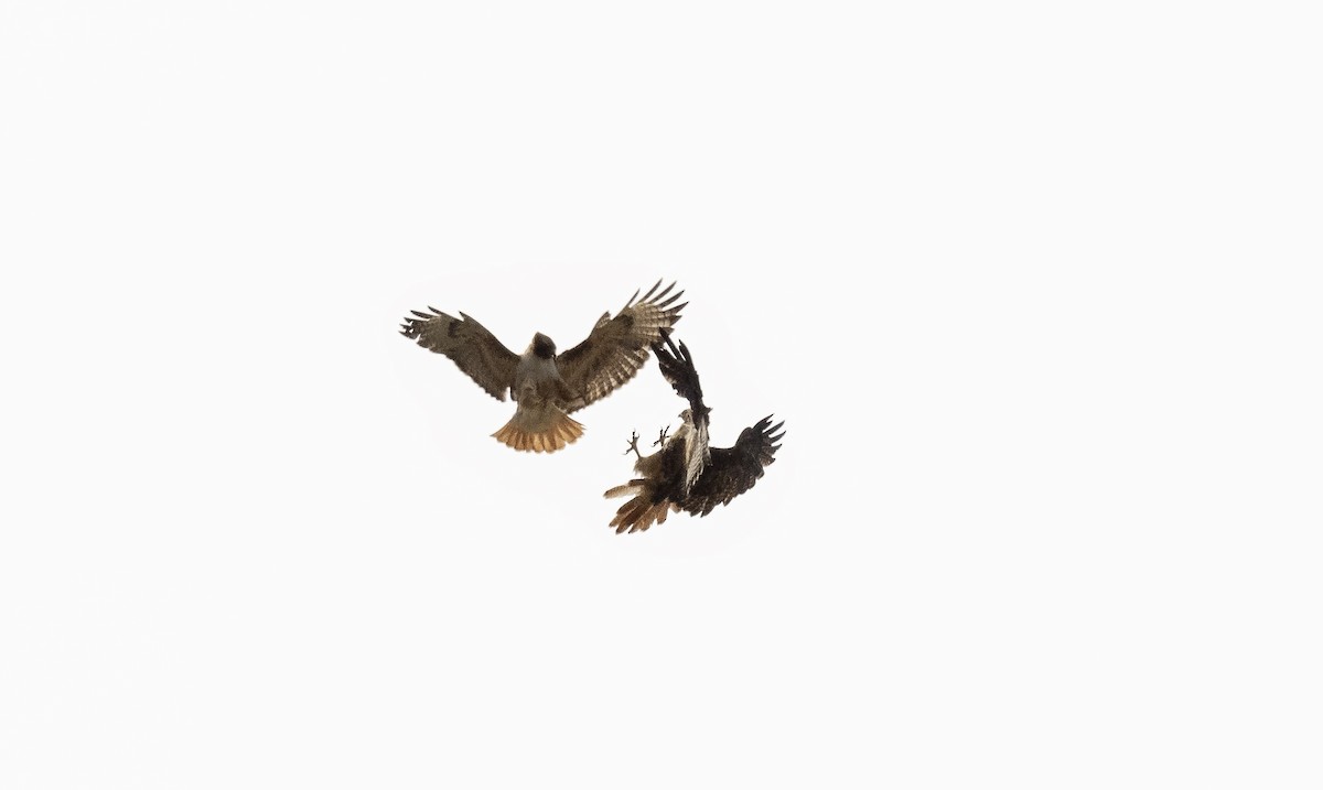 Red-tailed Hawk - ML164514001