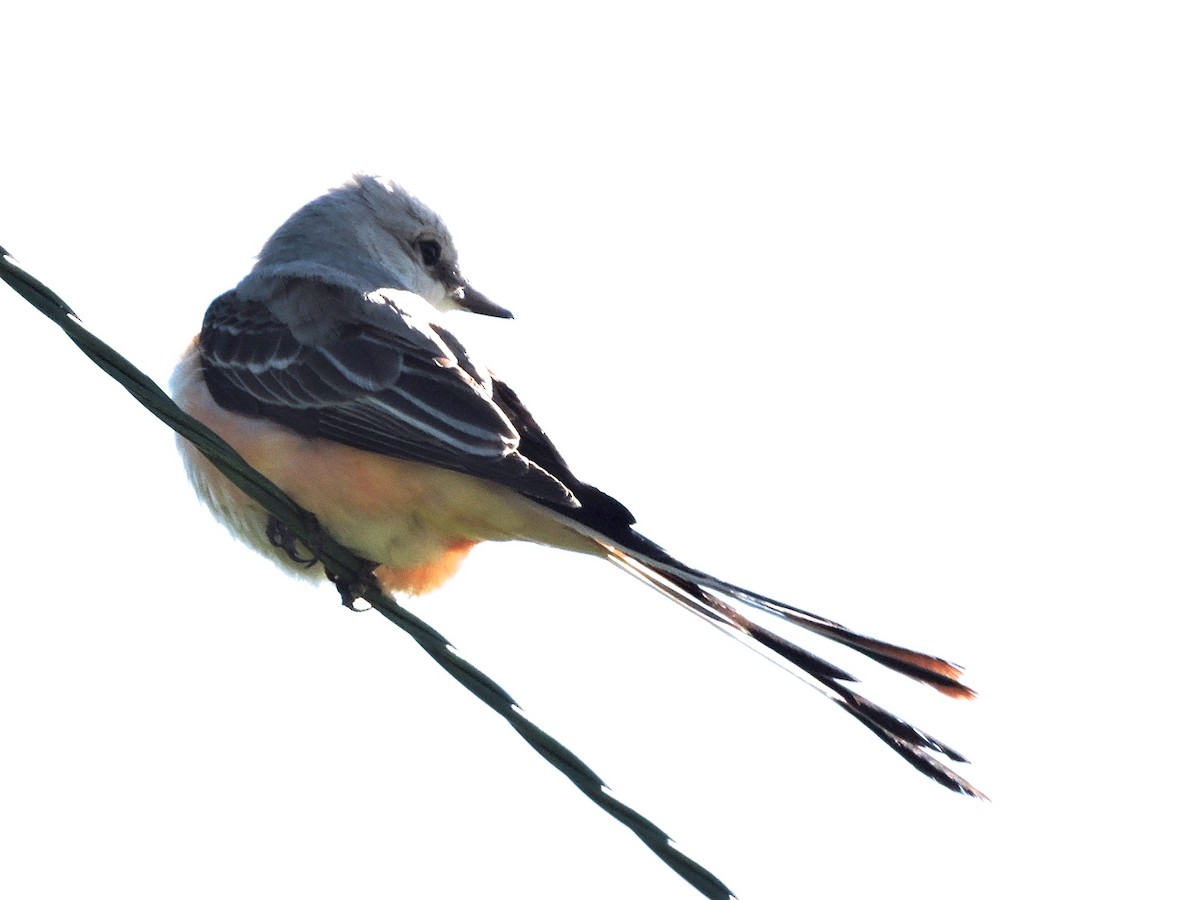 Scissor-tailed Flycatcher - ML164516691