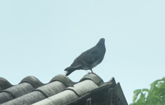 Rock Pigeon (Feral Pigeon) - Joe Gyekis