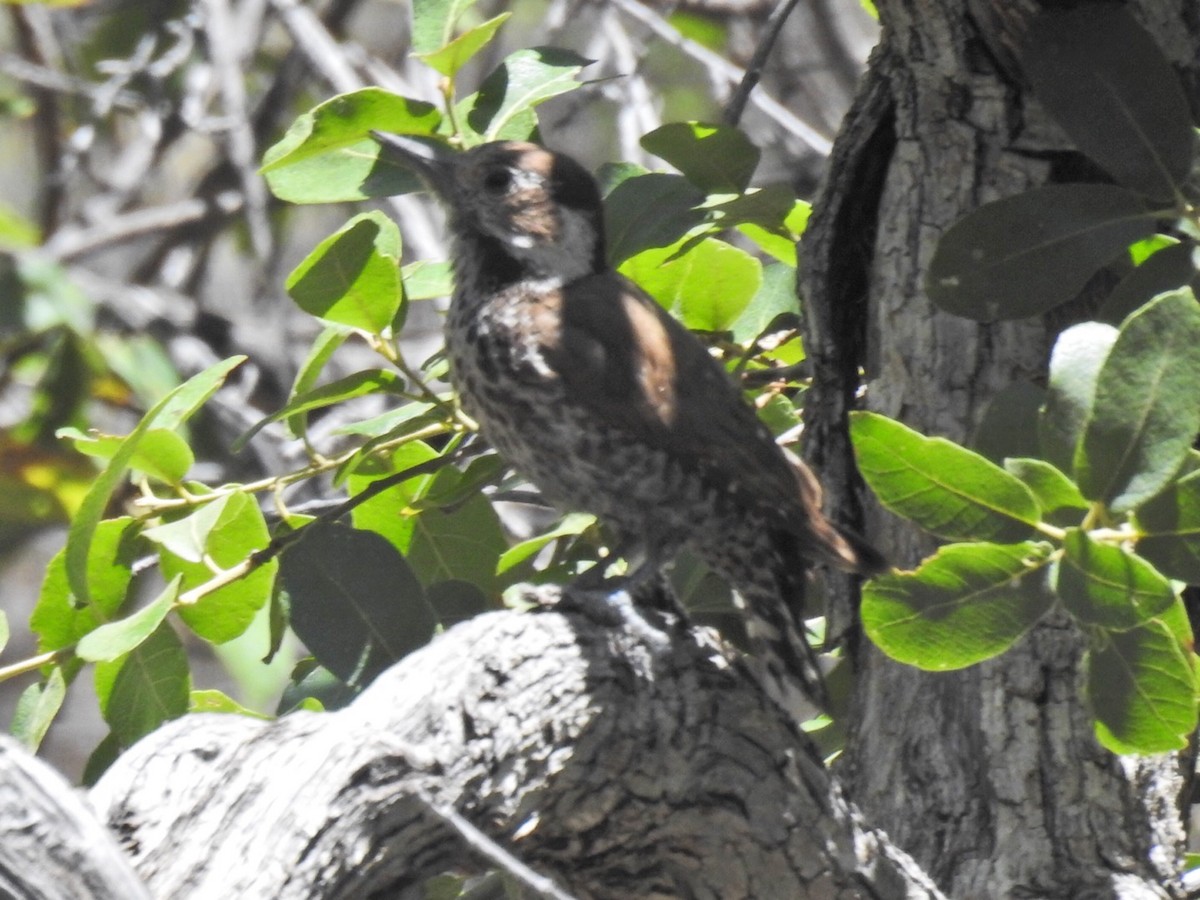 Arizona Woodpecker - Brian Johnson