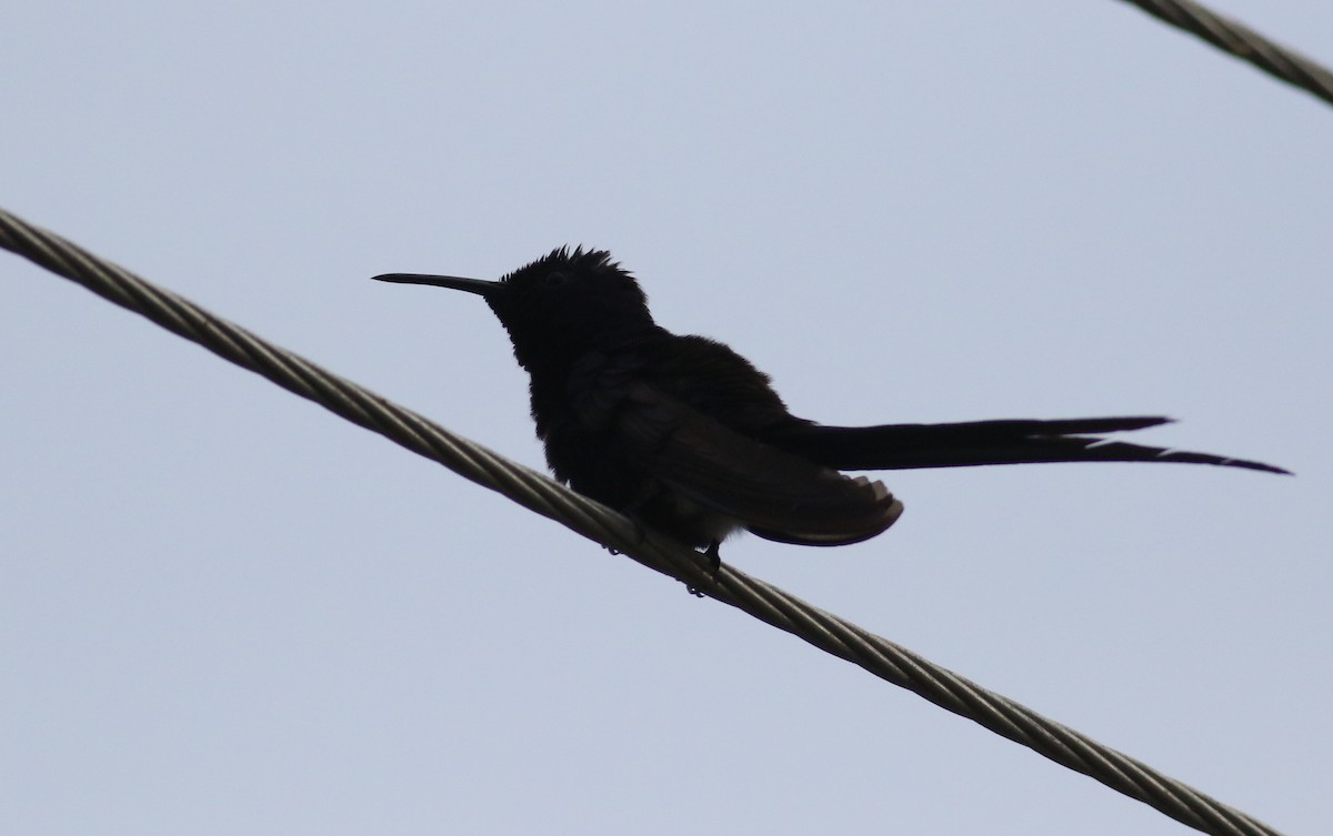 Swallow-tailed Hummingbird - Anton Liebermann