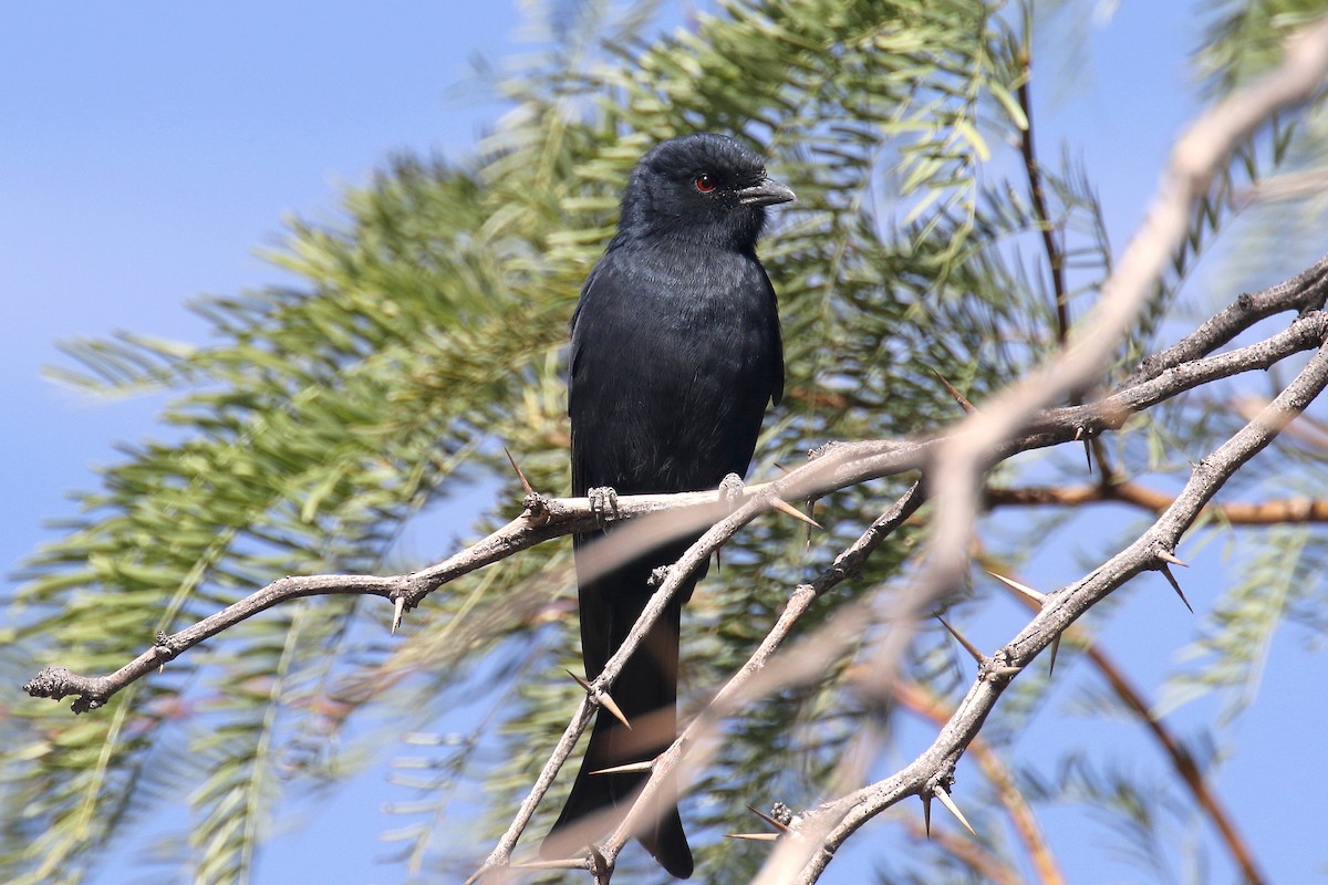 Fork-tailed Drongo - ML164542191