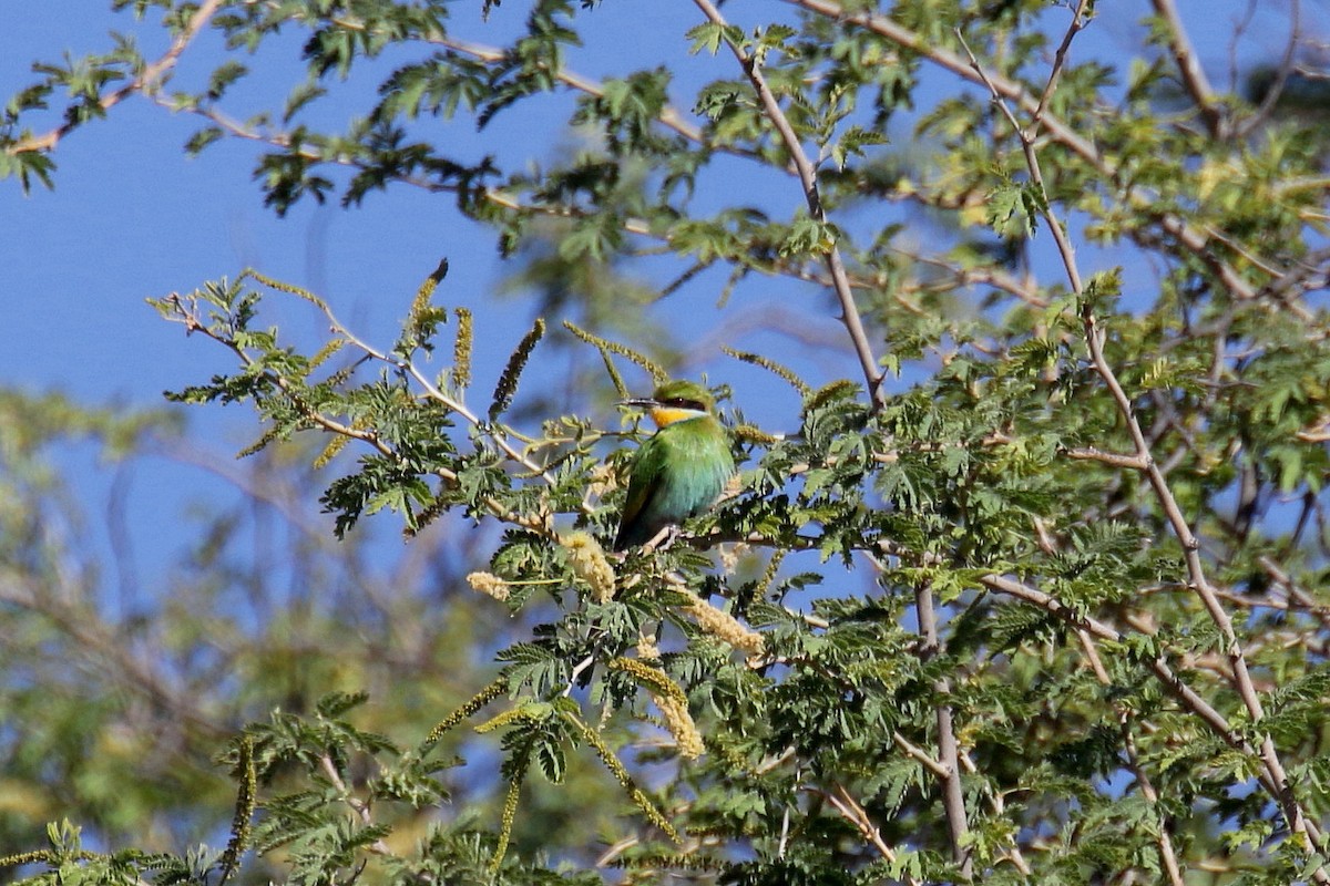 Swallow-tailed Bee-eater - ML164542481