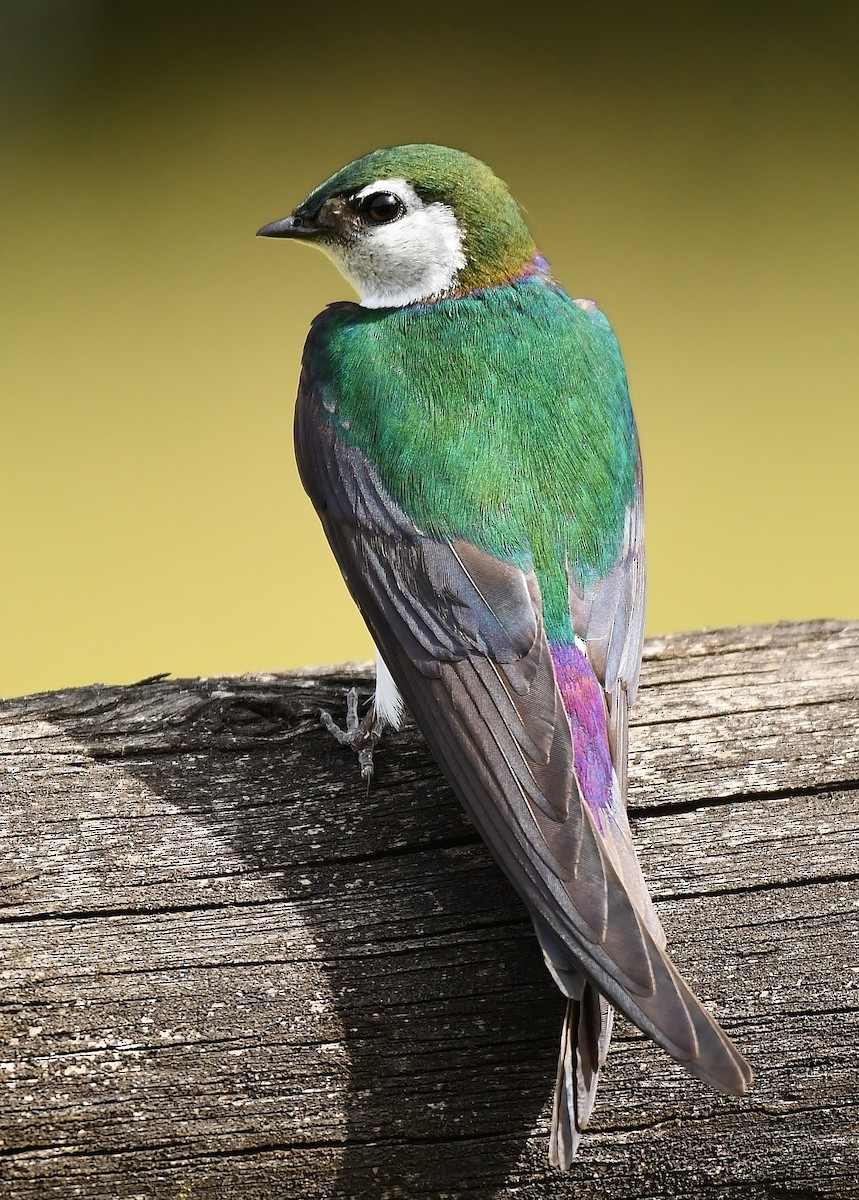 Violet-green Swallow - ML164543601
