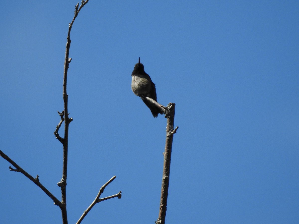 Black-chinned Hummingbird - Chris Drysdale