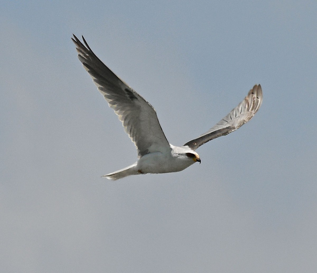 White-tailed Kite - ML164548211